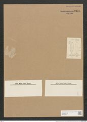 Mastogloia smithi Thwait. (de-Toni-Nr.: Genus 26, Species 1246) Zeichnungen Sammlung Grunow Nr. 2386 (NHMW-BOT-W0369531)
